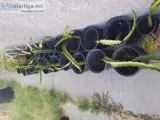 Dragonfruit and Lipstick plants
