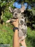 French bulldog triple carrier