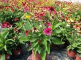 Purchase Cheyenne Spirit Coneflower - 1 Gallon