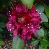 Shop for Dark Lord Rhododendron - 2 Gallon Pot