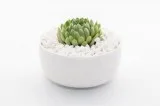 Buy Succulents in Sydney  Happylittlesucculent s.com.au