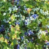 Purchase Vaccinium Jelly Bean Blueberry - 2 Gallon Pot