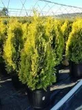 Shop for Amber Gold Arborvitae  - 1 Gallon