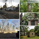 Tree Trimming and Removal Services