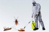 Bed Bug Control Services in Delhi