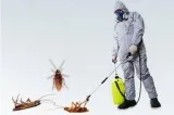 Bed Bug Control Services in Delhi