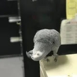 Male and female african parrots available