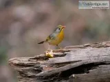birding in pangot