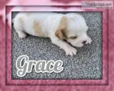 Grace Female Cavachon