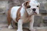 English bulldog puppies
