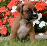 Lovely boxer puppies for sale