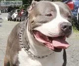 Ukc & abkc registered american bully available for stud - $1000
