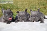 French bulldog puppies