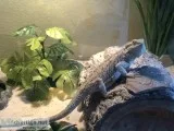 Bearded Dragon
