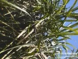 banana tree