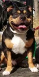 Ukc & abkc reg. black-tri american bully available for stud - $1