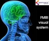 Fmri visual system