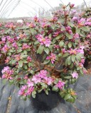 Shop for Pjm Elite Rhododendron - 5 Gallon Pot Online
