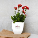 Buy Plants Online from MyFlowerTree