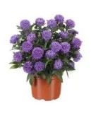 Purchase Blue Bayou Showmaker New York Aster - 9&quot Pot Online