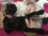 Pug puppys