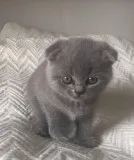 Adorable Scottish Fold Kittens