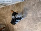 Yorkiepoo