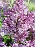 Shop for Miss Kim Korean Lilac Plant - 5 Gallon Pot