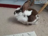 Friendly Bunny to Good Home