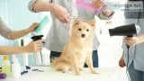 Dog Parlours At Home in Chennai - Best Dog Grooming Salon At Hom