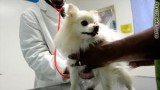 Animal Clinic and Hospital in Etobicoke ON  Top Veterinarians