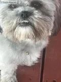 Poodleshih tzu mix