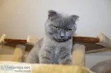 Family Scottish Fold Kittens