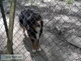 Australian Shepherd dog for sale