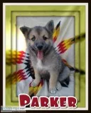 Parker Male Pomsky