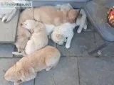 Home raised beautiful golden retriever puppies