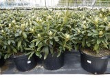 Shop Rhododendron catawbiense Chinoides - 5 Gallon