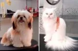 Cat Grooming in Chennai - Best Cat Groomer At Door Step in Chenn