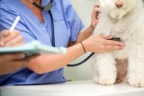 Top Animal Clinic and Hospital in Etobicoke  Trusted Veterinaria