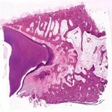 Oral Histology slides