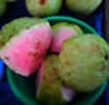 Gaint Pink Guava