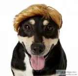 Pawlitical Billionaire Wig