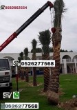Palm tree sale and home delivery in uae 0526277568