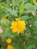 Get Kerria japonica Pleniflora - 2 Gallon Pot Online