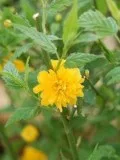 Get Kerria japonica Pleniflora - 2 Gallon Pot Online