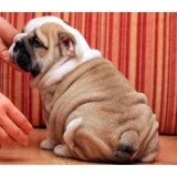 English bull dog for sale