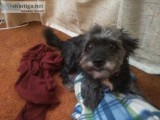 Dog Rescued Certified Trainer  Animal Behaviorist