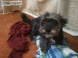 Dog Rescued Certified Trainer  Animal Behaviorist