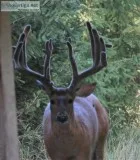 Whitetail Deer Hunt