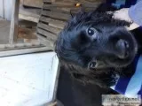Cocker spaniel
